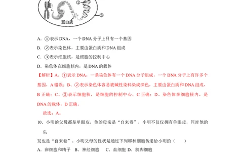7.2.2基因在亲子代间的传递-2020-2021学年八年级下册生物10分钟达标练习（人教版）（解析版）_1、初中学习资料_4-6、生物_4-6-4、初二生物下册_1、同步练习（67份）