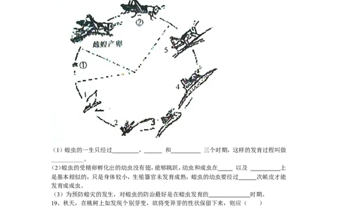 7.1.2昆虫的生殖和发育同步练习1含答案_1、初中学习资料_4-6、生物_4-6-4、初二生物下册_1、同步练习（67份）_赠送同步练习53份_7.1生物的生殖和发育_第2节昆虫的生殖和发育