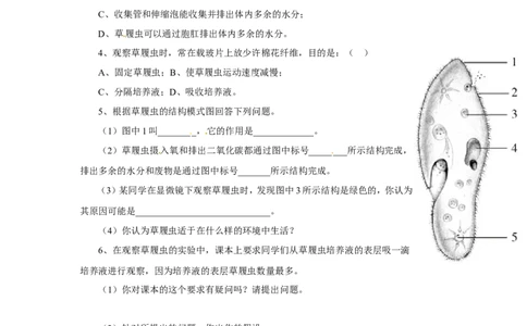 《单细胞生物》习题3含答案_1、初中学习资料_4-6、生物_4-6-1、初一生物上册_同步练习-138份_2、同步练习第2套115份_第2单元生物体的结构层次_2.2.4单细胞生物