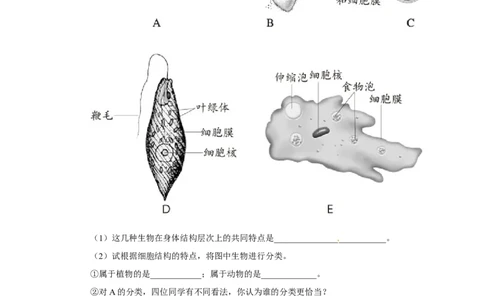 《单细胞生物》习题3含答案_1、初中学习资料_4-6、生物_4-6-1、初一生物上册_同步练习-138份_2、同步练习第2套115份_第2单元生物体的结构层次_2.2.4单细胞生物