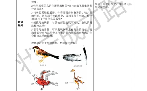 三鸟和哺乳动物_1、初中学习资料_2024秋改版_七上生物最新版课件_教案_第二单元多种多样的生物_第二章动物的类群_第二节脊椎动物