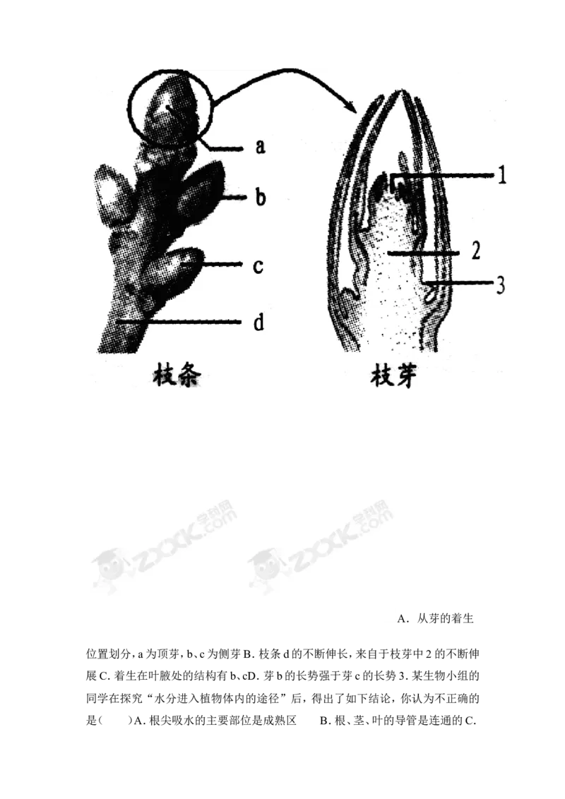 《植株的生长》习题2含答案_1、初中学习资料_4-6、生物_4-6-1、初一生物上册_同步练习-138份_2、同步练习第2套115份_第3单元生物圈中的绿色植物_3.2.2植株的生长