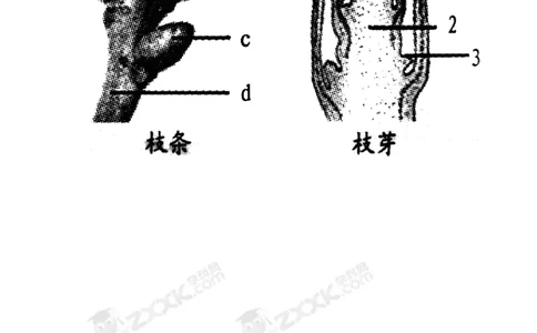 《植株的生长》习题2含答案_1、初中学习资料_4-6、生物_4-6-1、初一生物上册_同步练习-138份_2、同步练习第2套115份_第3单元生物圈中的绿色植物_3.2.2植株的生长