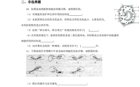《植物细胞》习题1含答案_1、初中学习资料_4-6、生物_4-6-1、初一生物上册_同步练习-138份_2、同步练习第2套115份_第2单元生物体的结构层次_2.1.2植物细胞