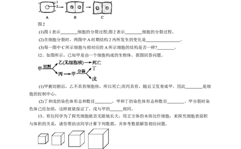 《细胞通过分裂产生新细胞》习题4含答案_1、初中学习资料_4-6、生物_4-6-1、初一生物上册_同步练习-138份_2、同步练习第2套115份_第2单元生物体的结构层次_2.2.1细胞通过分裂产生新细胞