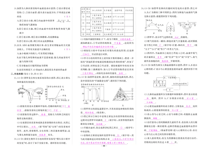人七生物期中答案_1、初中学习资料_24秋试卷_《期中模拟卷》24秋_7-9下册（2024春）_初中生物《期中试卷》7-8下册（人教版）