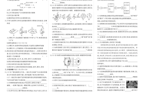 人七生上试卷_1、初中学习资料_24秋试卷_《期中模拟卷》24秋_7-9上册（2024秋）_初中生物《期中模拟卷》7-8上册（人教版）