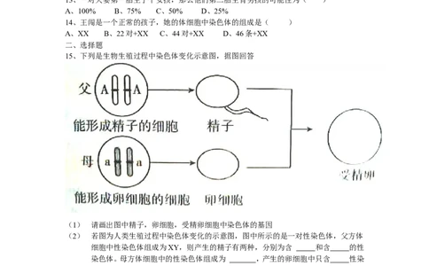 人的性别遗传同步学习2含答案_1、初中学习资料_4-6、生物_4-6-4、初二生物下册_1、同步练习（67份）_赠送同步练习53份_7.2生物的遗传与变异_第4节人的性别遗传