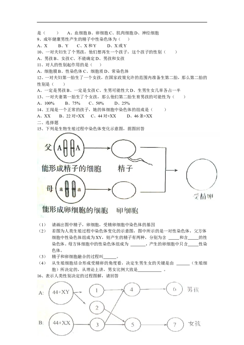人的性别遗传同步学习2含答案_1、初中学习资料_4-6、生物_4-6-4、初二生物下册_1、同步练习（67份）_赠送同步练习53份_7.2生物的遗传与变异_第4节人的性别遗传