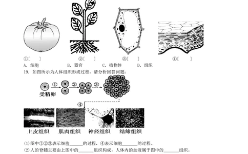 单元测试3含答案_1、初中学习资料_4-6、生物_4-6-1、初一生物上册_单元测试（20份）_2.单元测试第2套10份_第2单元