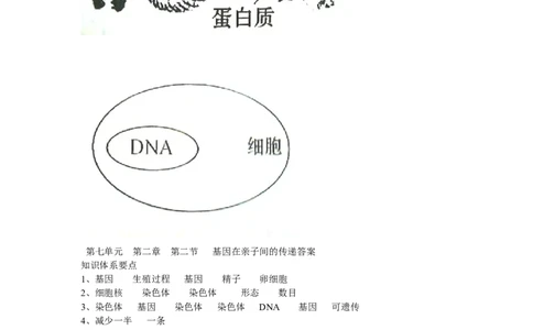 基因在亲子代间的传递同步练习2含答案_1、初中学习资料_4-6、生物_4-6-4、初二生物下册_1、同步练习（67份）_赠送同步练习53份_7.2生物的遗传与变异_第2节基因在亲子代间的传递