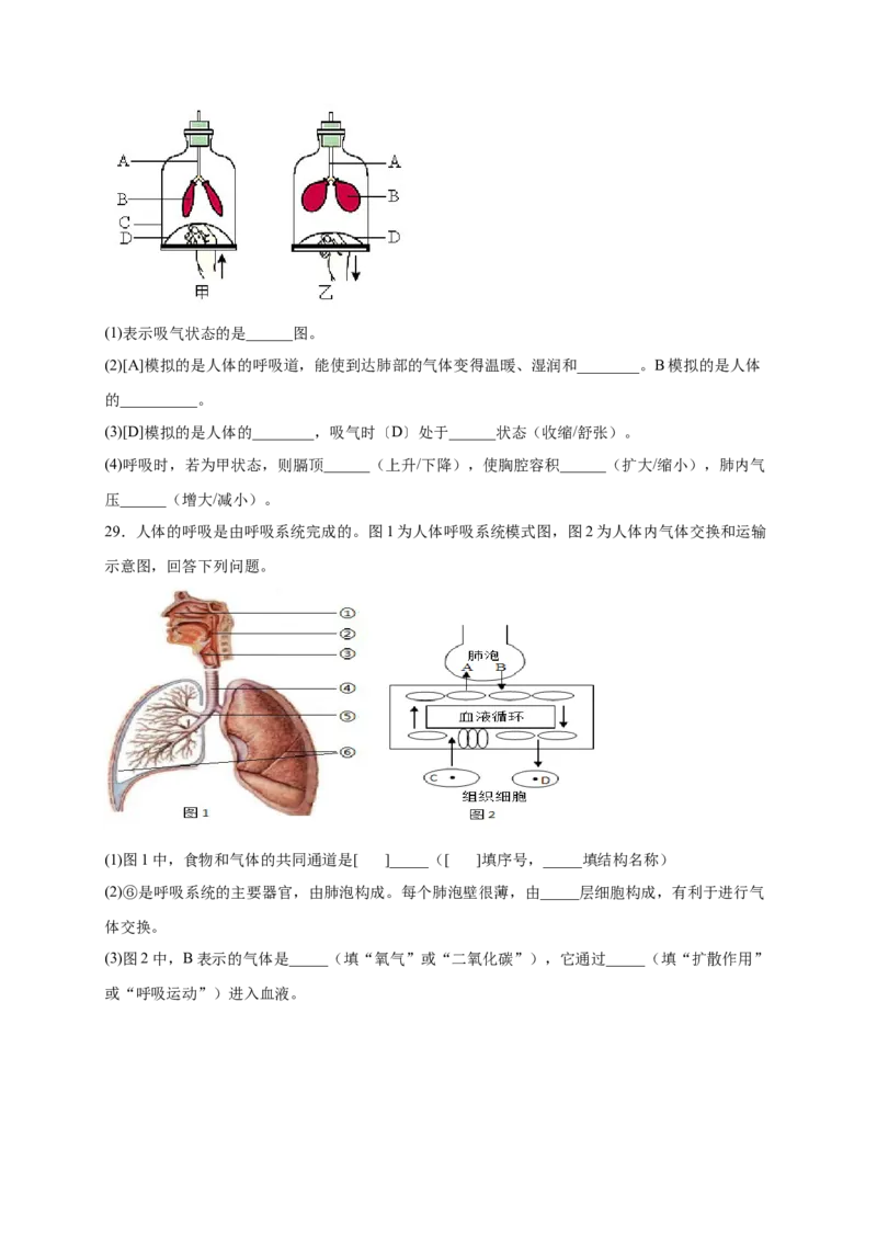 第三章人体的呼吸（基础突破卷）-2021-2022学年七年级生物下册基础与培优高效突破测试卷（人教版）（原卷版）_new_1、初中学习资料_4-6、生物_4-6-2、初一生物下册