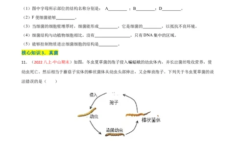第四、五章细菌、真菌和病毒（A卷&middot;知识通关练）（原卷版）_1、初中学习资料_4-6、生物_4-6-3、初二生物上册_2、单元测试（23份）_1、第1套单元测试2022-2023学年