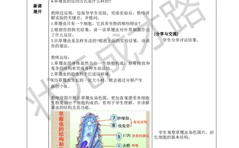 第四节单细胞生物_1、初中学习资料_2024秋改版_七上生物最新版课件_教案_第一单元生物和细胞_第三章从细胞到生物体