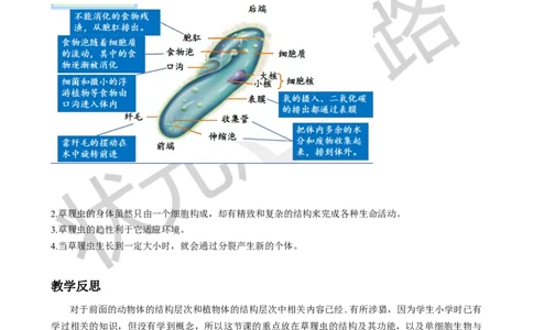第四节单细胞生物_1、初中学习资料_2024秋改版_七上生物最新版课件_教案_第一单元生物和细胞_第三章从细胞到生物体
