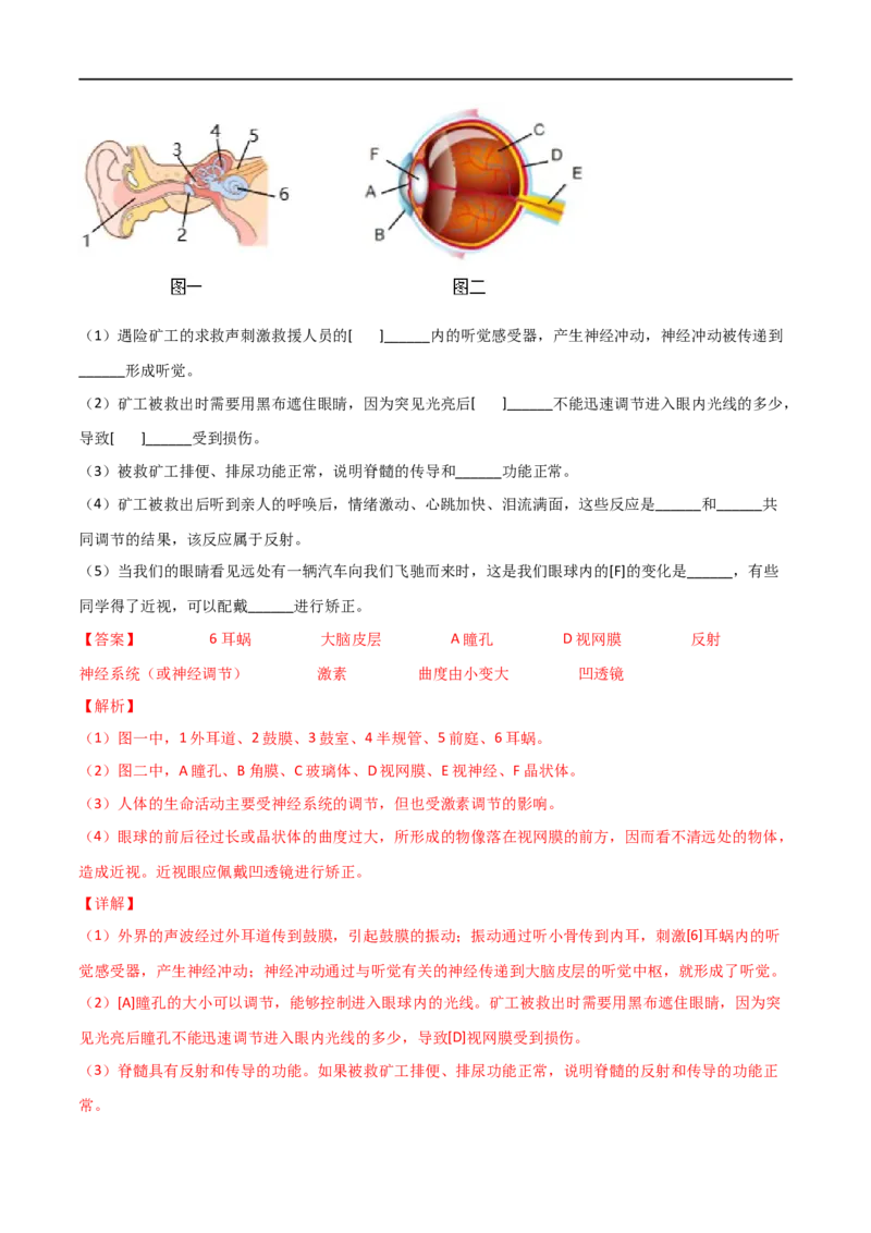 第04单元第06章人体生命活动的调节单元测试（B卷&middot;提升能力）（解析版）_1、初中学习资料_4-6、生物_4-6-2、初一生物下册_单元测试（14份）