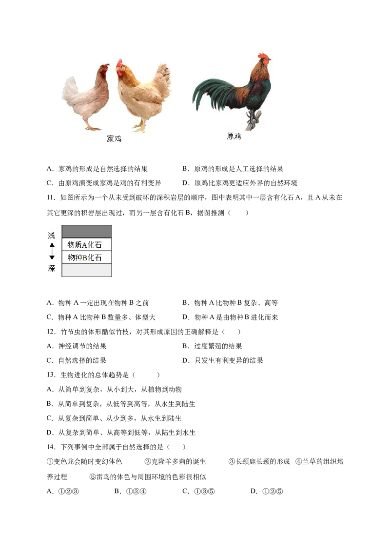 第3章生命起源和生物进化（A&middot;知识通关练）-单元测试2022-2023学年八年级生物下册分层训练AB卷（人教版）（原卷版）_new_1、初中学习资料_4-6、生物_4-6-4、初二生物下册