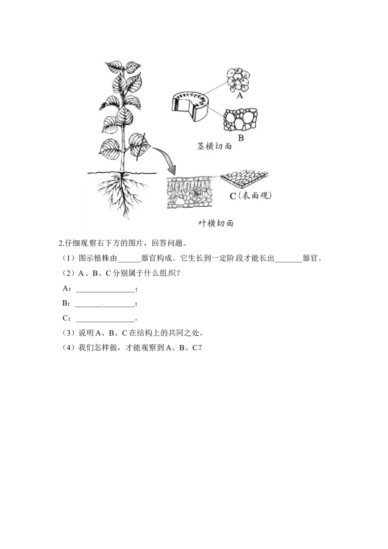 植物体的结构层次习题2含答案_1、初中学习资料_4-6、生物_4-6-1、初一生物上册_同步练习-138份_2、同步练习第2套115份_第2单元生物体的结构层次_2.2.3植物体的结构层次