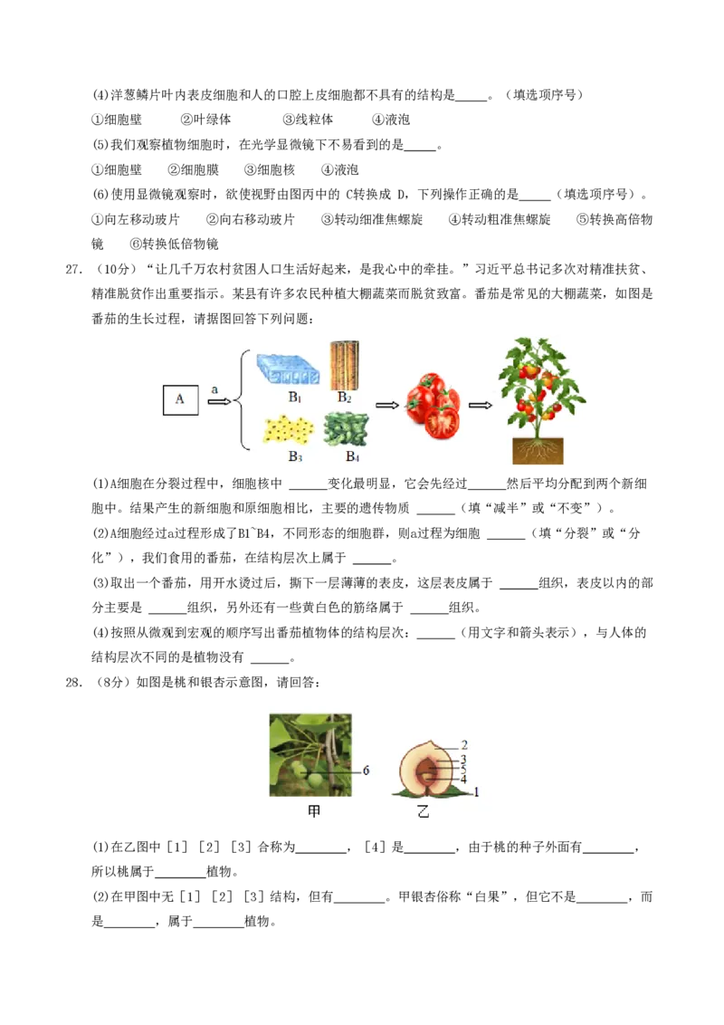 七年级生物期末模拟卷01（考试版A4）测试范围：上册全册（人教版2024）_5、期末试卷合集_2024年七上各科各版本期末复习试卷