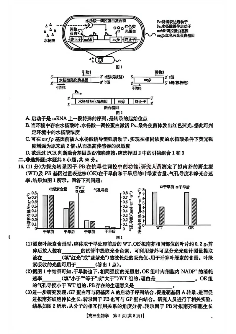 2026届安徽省示范高中皖北协作区高三下学期第28届联考(一模)生物试题卷_2026年安徽省示范高中皖北协作区第28届联考全科_06生物_安徽省示范高中皖北协作区第28届联考