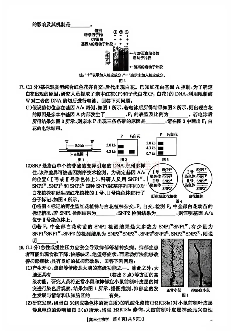 2026届安徽省示范高中皖北协作区高三下学期第28届联考(一模)生物试题卷_2026年安徽省示范高中皖北协作区第28届联考全科_06生物_安徽省示范高中皖北协作区第28届联考