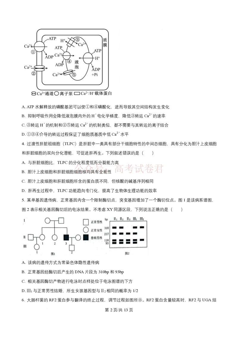 2026届山东九五协作体高三下学期3月学习质量评估（一模）生物_2026届山东省九五协作体高三3月学习质量评估_06生物_山东省九五协作体高三3月学习质量评估