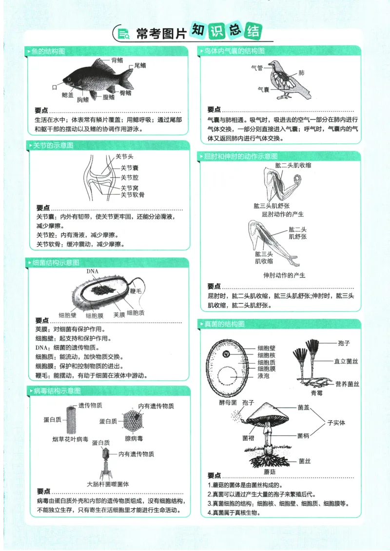 初中必刷题-8上-生物人教版_2、2025初中必刷题合集_初中必刷题23+24+25上册_2025版（全科上册）_2025版（全科上册）_初中必刷题生物