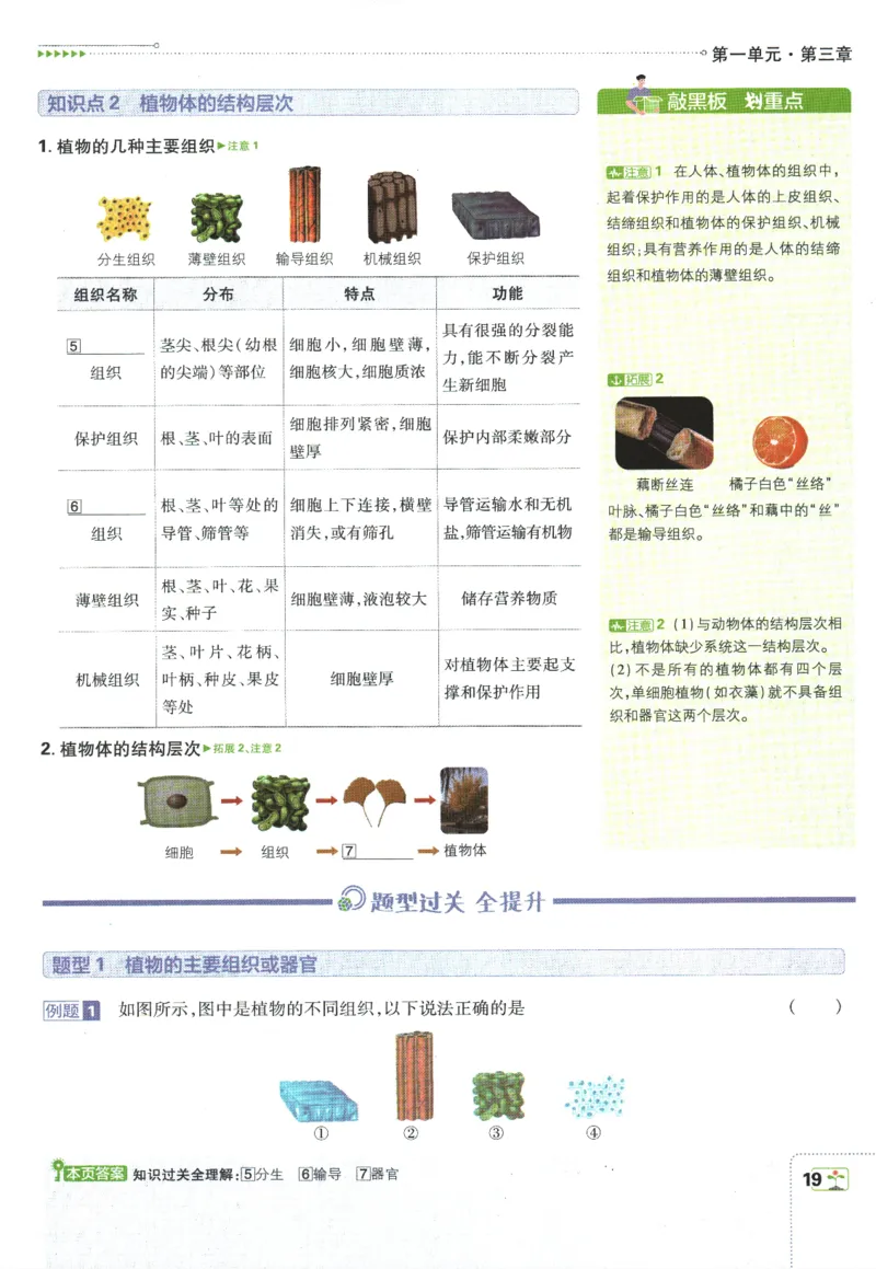 初中必刷题-7上-生物人教版狂K重点_2、2025初中必刷题合集_初中必刷题23+24+25上册_2025版（全科上册）_2025版（全科上册）_初中必刷题生物