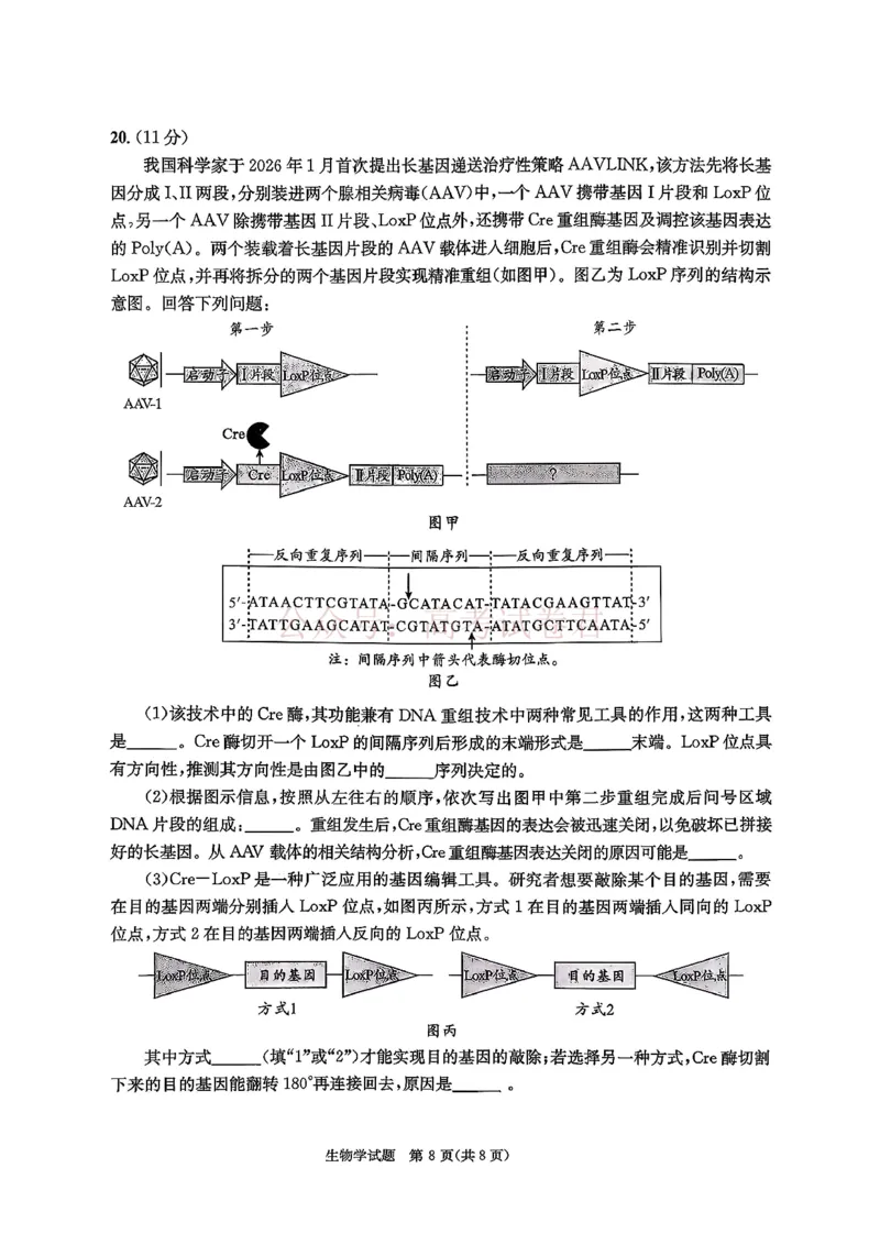 2026年四川省成都市高三第二次模拟测试生物（含答案）_副本_2026届四川省成都市高三第二次模拟测试全科_06生物_四川省成都市高三第二次模拟测试