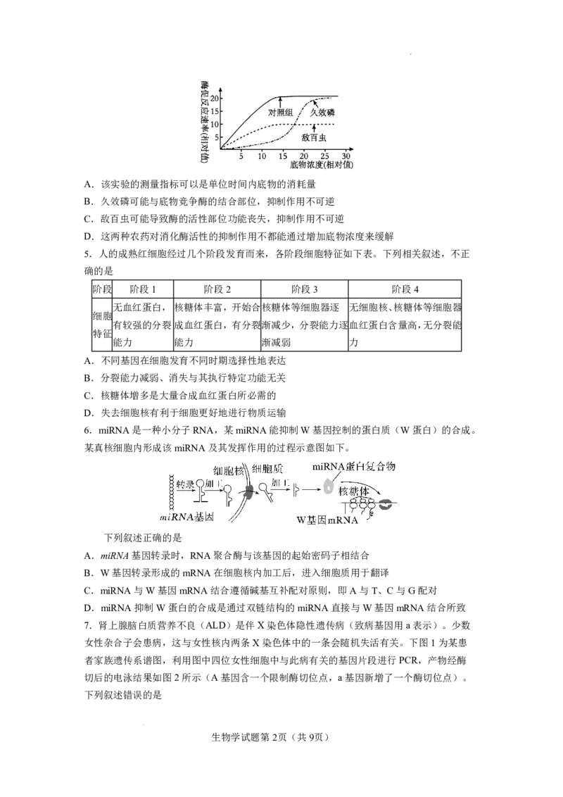 玉溪一中2025一2026学年下学期高三适应性测试（一）生物_副本_2026届云南省玉溪市第一中学2025&mdash;2026学年下学期高三适应性测试（一）