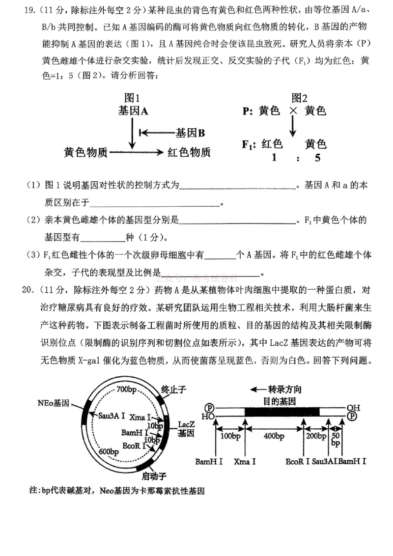 重庆名校联盟2026届高三下学期第一次联考生物_2026届重庆名校联盟高三下学期第一次联考_06生物2026届重庆名校联盟高三下学期第一次联考