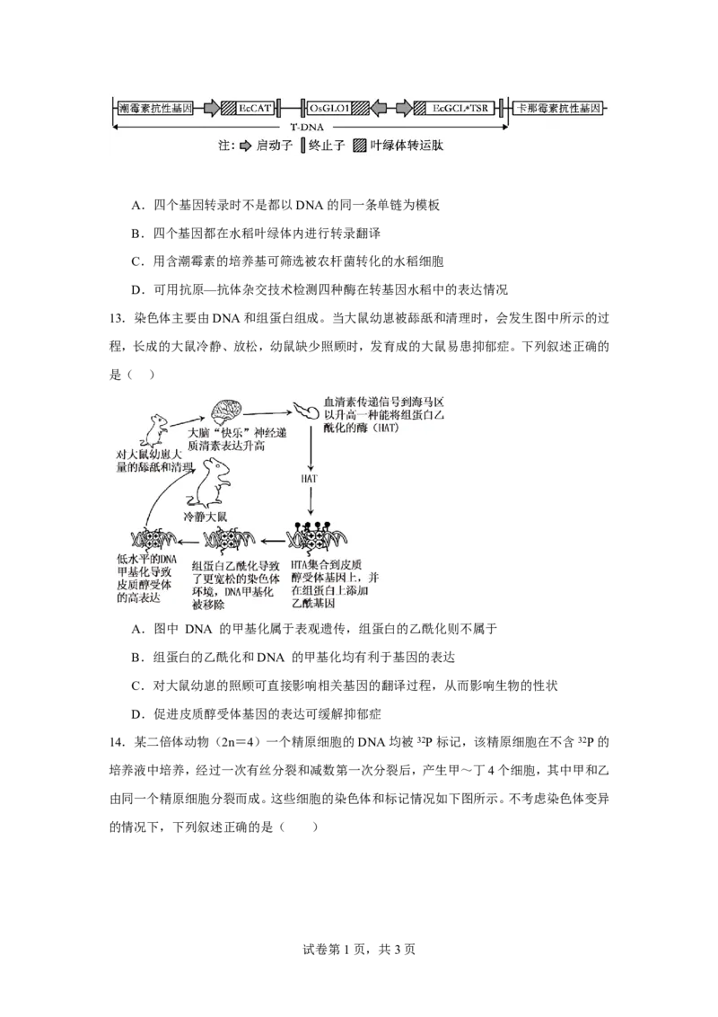《2025-2026学年下学期高一6月月考生物试题_2024-2027高一（7-7月题库）(1)_2026年06月高一试卷_260625河南省平顶山市叶县高级中学2025-2026学年高一下学期6月月考》第6页预览