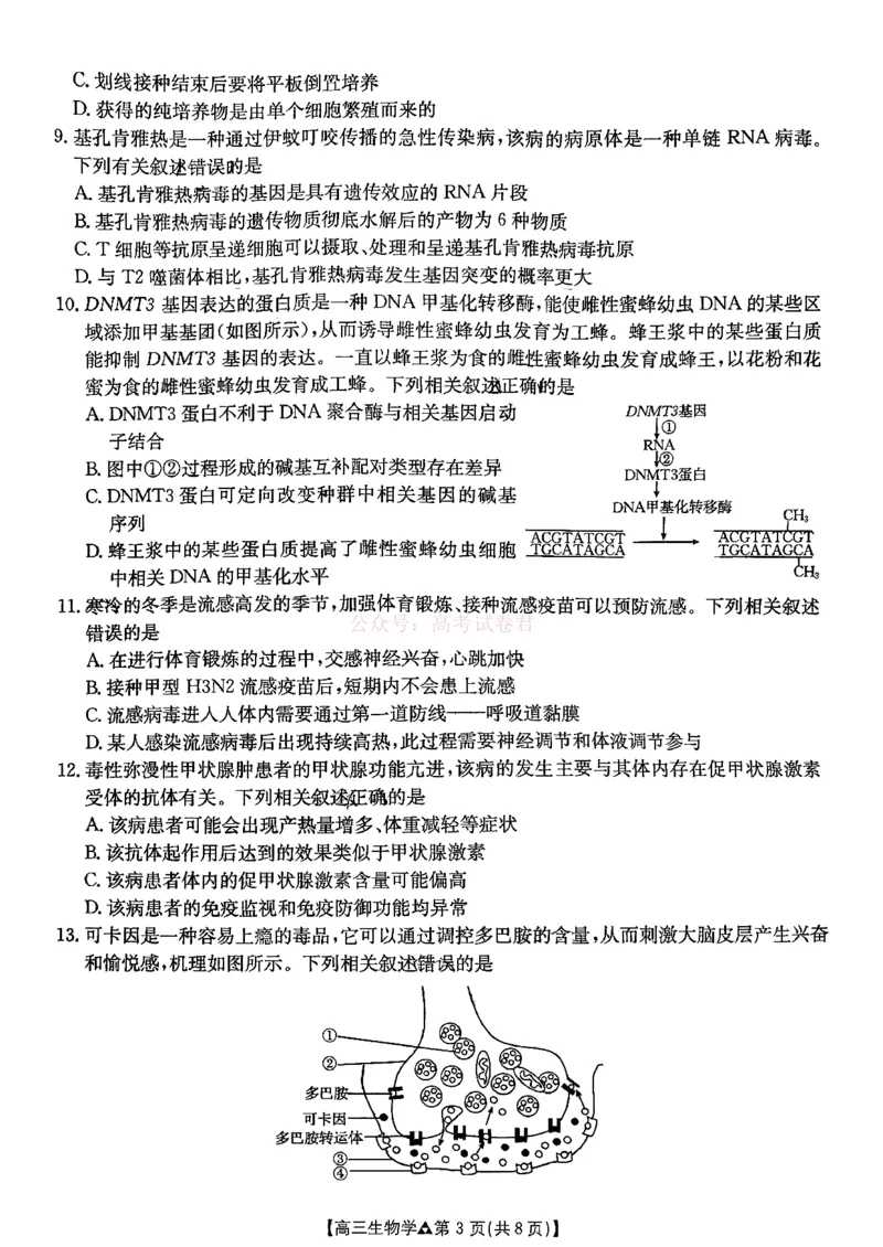 《金太阳2026届高三联考313C生物试题_2026届河北省金太阳313C高三3月联考_06生物2026届河北省金太阳313C高三3月联考》第3页预览