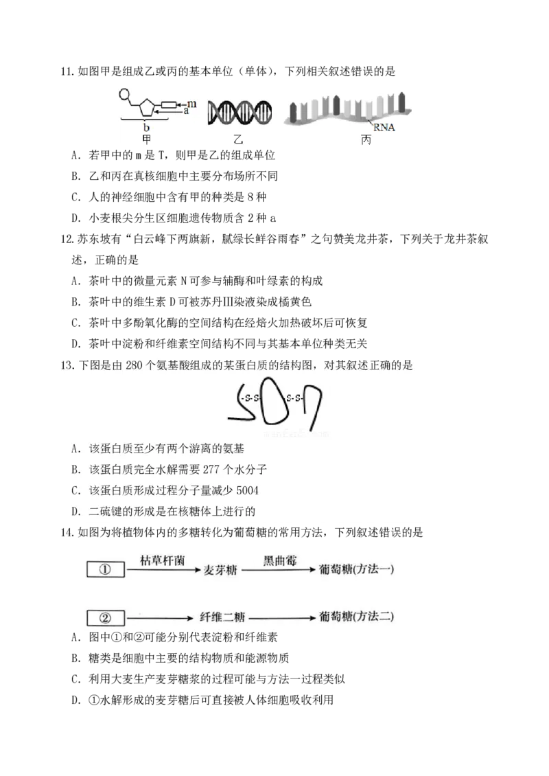 《2025.10东北育才高一上生物月考试卷+答案_2024-2027高一（7-7月题库）(1)_2025年10月高一试卷_251019辽宁省沈阳市东北育才高中2025--2026学年度上学期高一第一次月考》第3页预览
