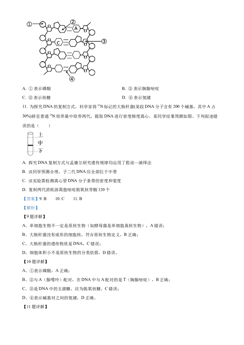 《2025学年第二学期浙江新力量联盟期中联考高一年级生物学科试题Word版含解析_2024-2027高一（7-7月题库）(1)_2026年05月高一试卷》第4页预览