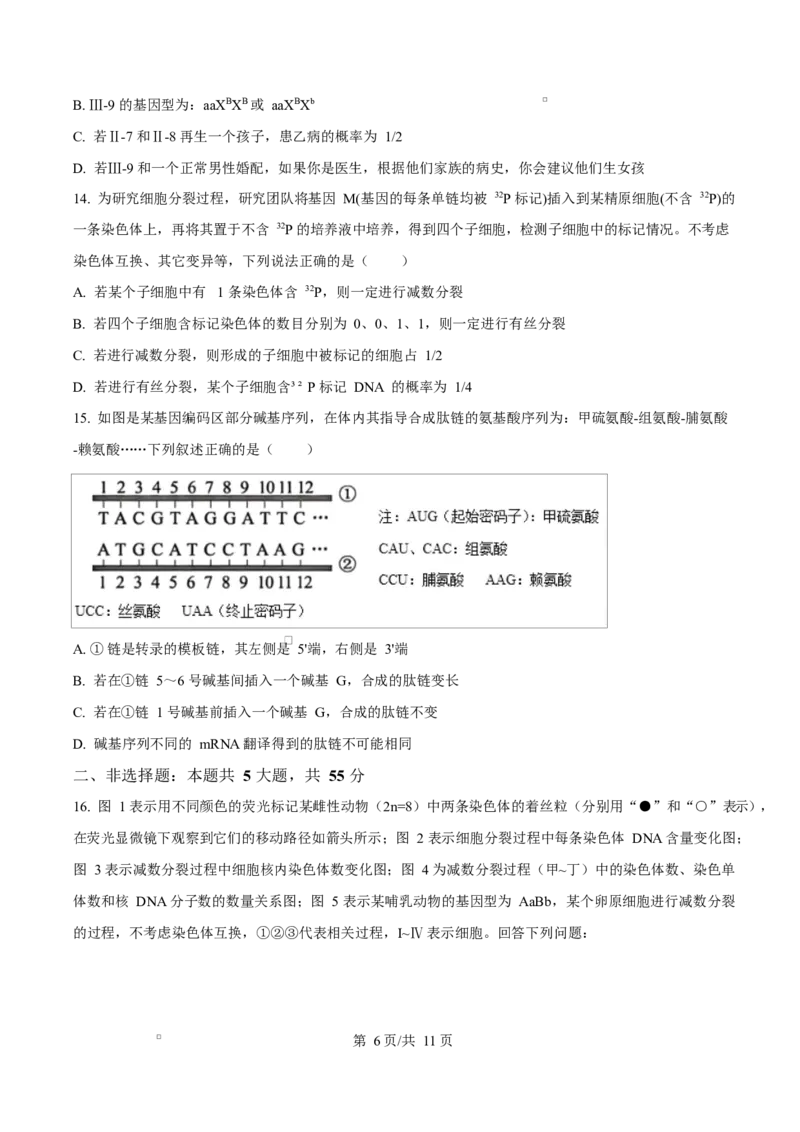 《四川广元市苍溪中学校2025-2026学年高一下学期5月期中生物试题Word版无答案_2024-2027高一（7-7月题库）(1)_2026年06月高一试卷_260610四川省苍溪中学2025-2026学年高一下学期5月期中考试》第6页预览