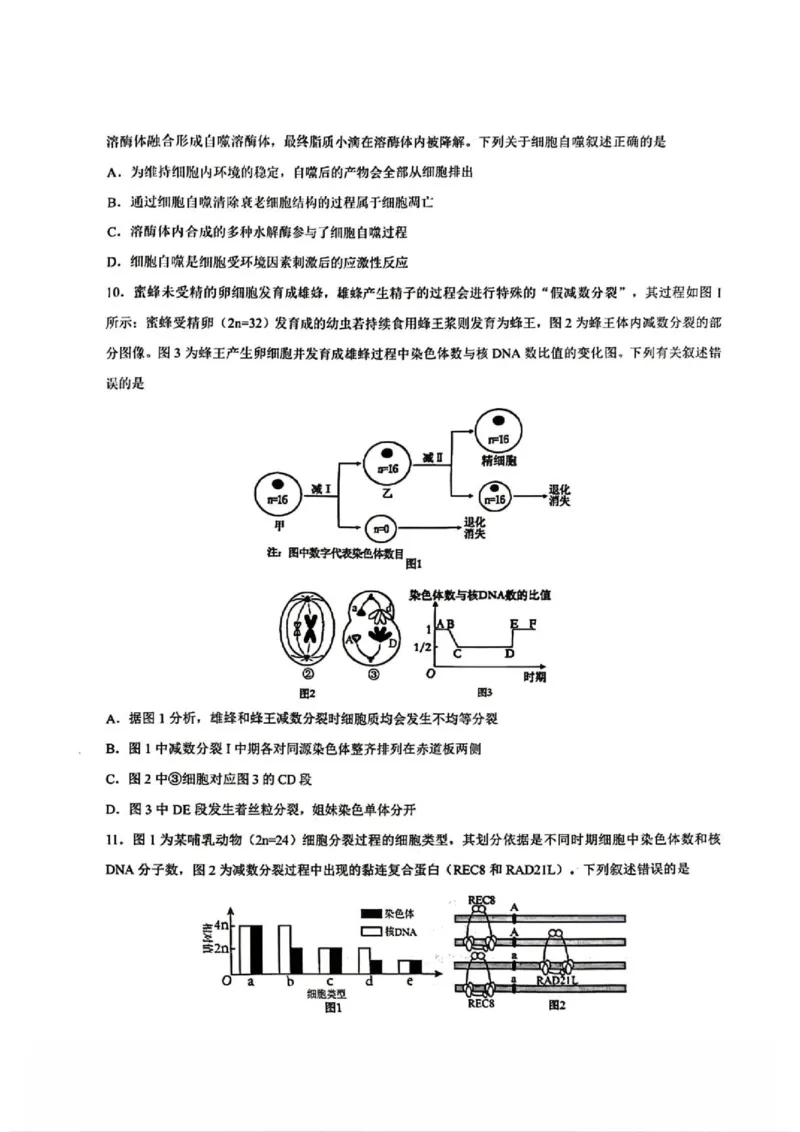 《2028届重庆市巴蜀中学高一下学期期中考试生物试卷及答案28届巴蜀中学高一下期中考试生物试卷_2024-2027高一（7-7月题库）(1)_2026年06月高一试卷》第4页预览