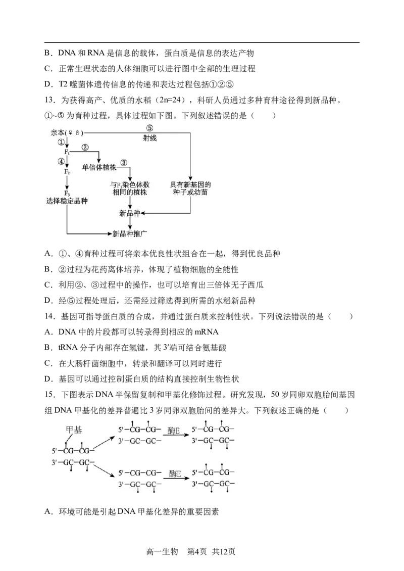 《哈三中2025—2026学年度下学期高一学年6月月考（选考）生物_2024-2027高一（7-7月题库）(1)_2026年06月高一试卷_260612黑龙江省哈尔滨市第三中学2025-2026学年度下学期高一学年6月月考（全）》第4页预览