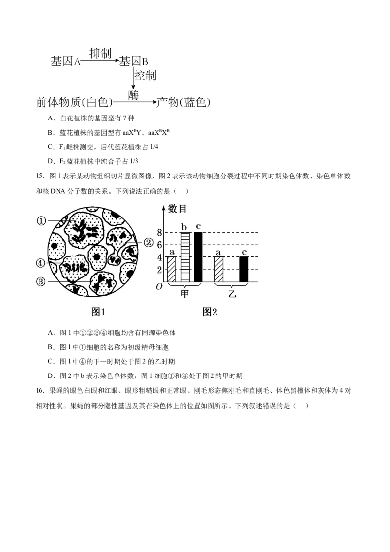 《福建省宁德市2025-2026学年高一下学期适应性练习（期中）生物Word版含答案_2024-2027高一（7-7月题库）(1)_2026年06月高一试卷_260602福建省宁德市2025-2026学年高一下学期适应性练习（期中）》第5页预览