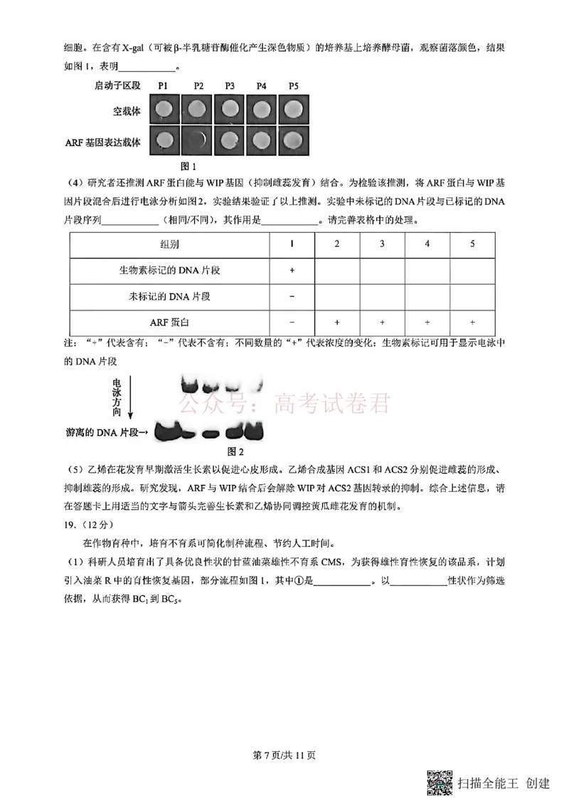 《2026北京丰台高三一模生物试题及答案_副本_12.2026年4月全国各地高考模拟卷_2026年4月_北京丰台一模2026年北京丰台高三一模全科_06生物_2026北京丰台高三一模》第7页预览