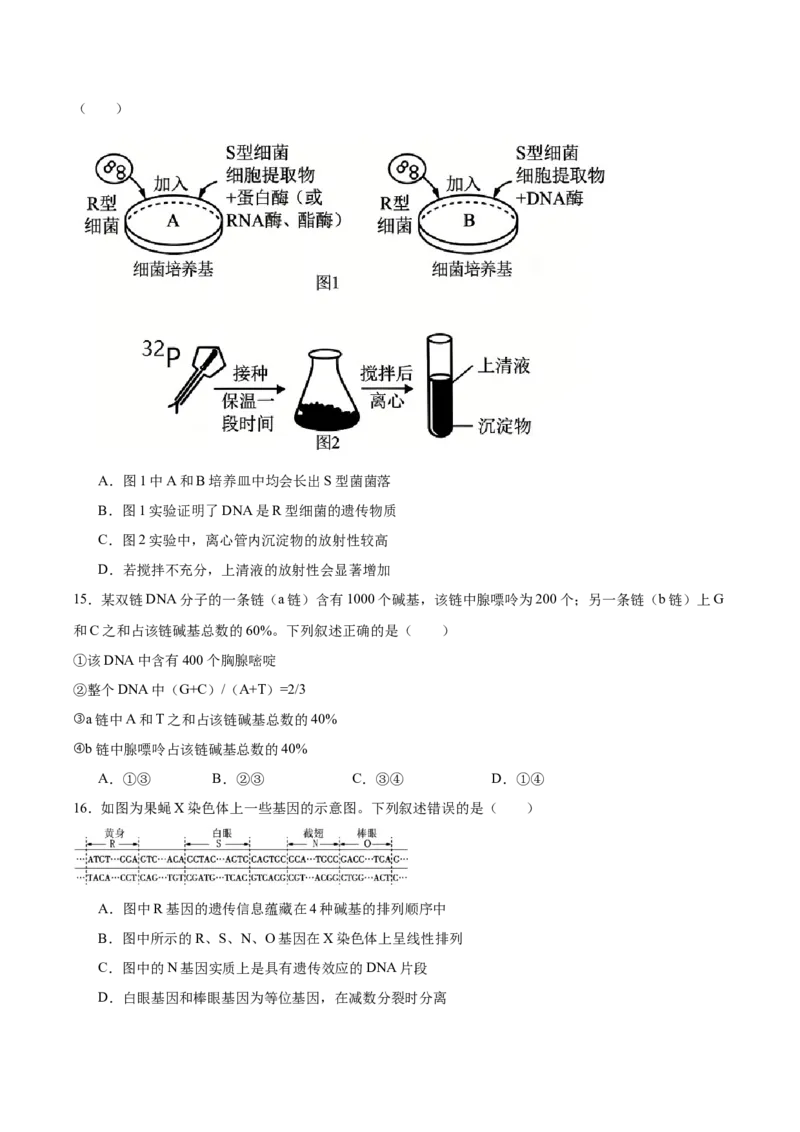 《陕西省安康市2025-2026学年高一下学期4月阶段性检测试题生物Word版含答案_2024-2027高一（7-7月题库）(1)_2026年05月高一试卷_260529陕西省安康市2025-2026学年高一下学期4月阶段性检测试题》第4页预览