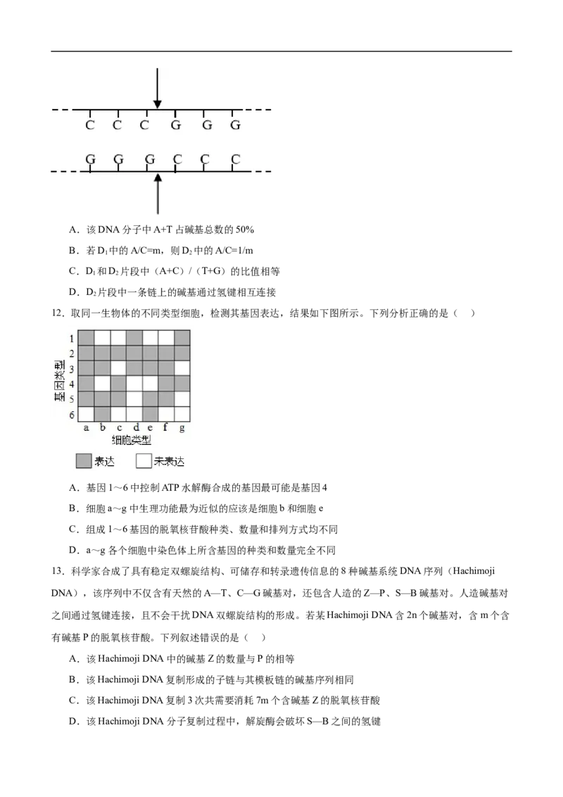 《湖北省黄冈市黄梅县第一中学2025-2026学年高一下学期5月月考生物试卷（含答案）_2024-2027高一（7-7月题库）(1)_2026年06月高一试卷》第5页预览