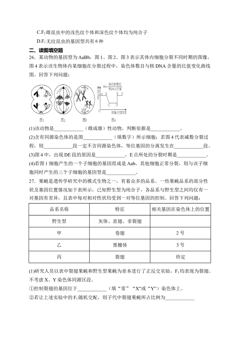 《福建省泉州市四校2025-2026学年高一下学期期中联考试题生物Word版含解析_2024-2027高一（7-7月题库）(1)_2026年06月高一试卷》第8页预览