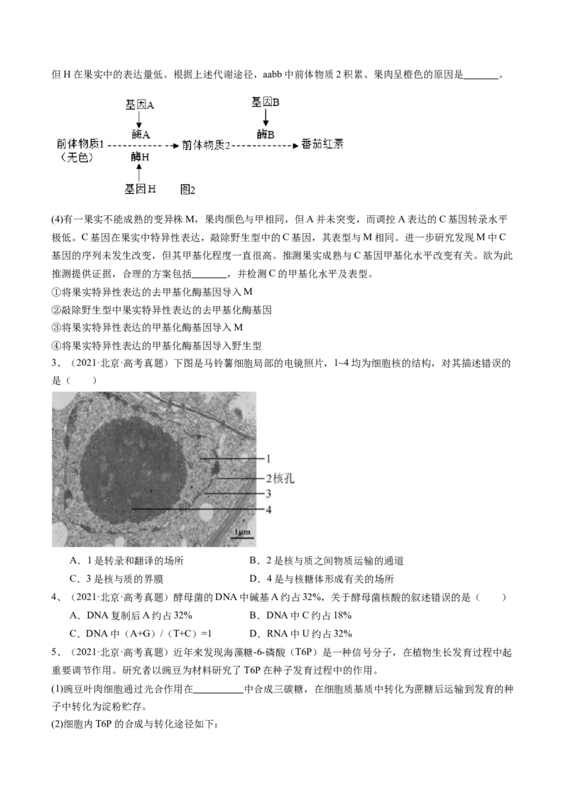 《专题06遗传的分子基础（学生版）_北京高考全科_生物_五年（2020-2024）高考生物真题分类汇编（北京专用）》第3页预览