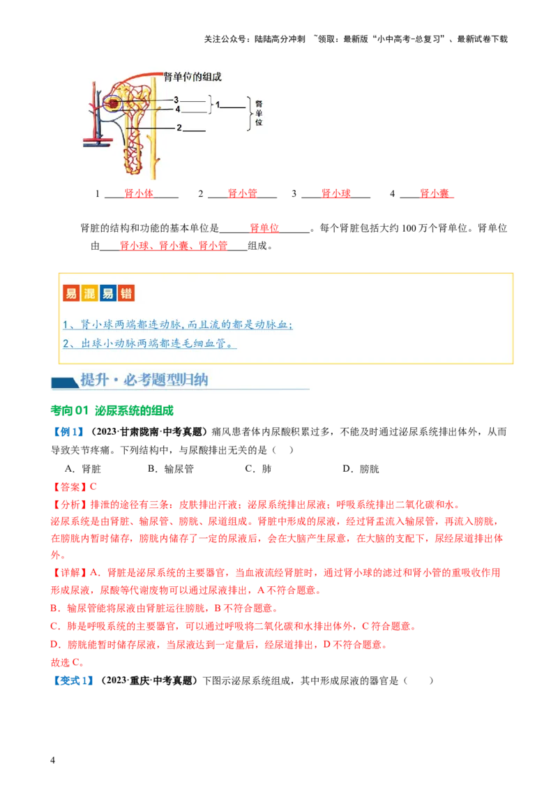 《专题13人体内废物的排出（讲义）（解析版）(1)_中考-总复习（2026版）_08-生物-中考总复习_2024年中考复习资料_一轮复习_❤2024年中考生物一轮复习讲练测（全国通用）_讲义》第4页预览