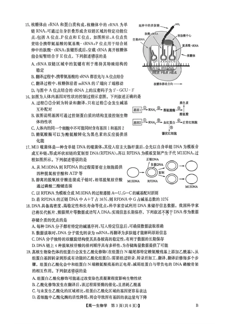 《高一期中生物_2024-2027高一（7-7月题库）(1)_2026年06月高一试卷_260605河南省九师联盟2025-2026学年高一下学期6月期中考试（全）》第3页预览