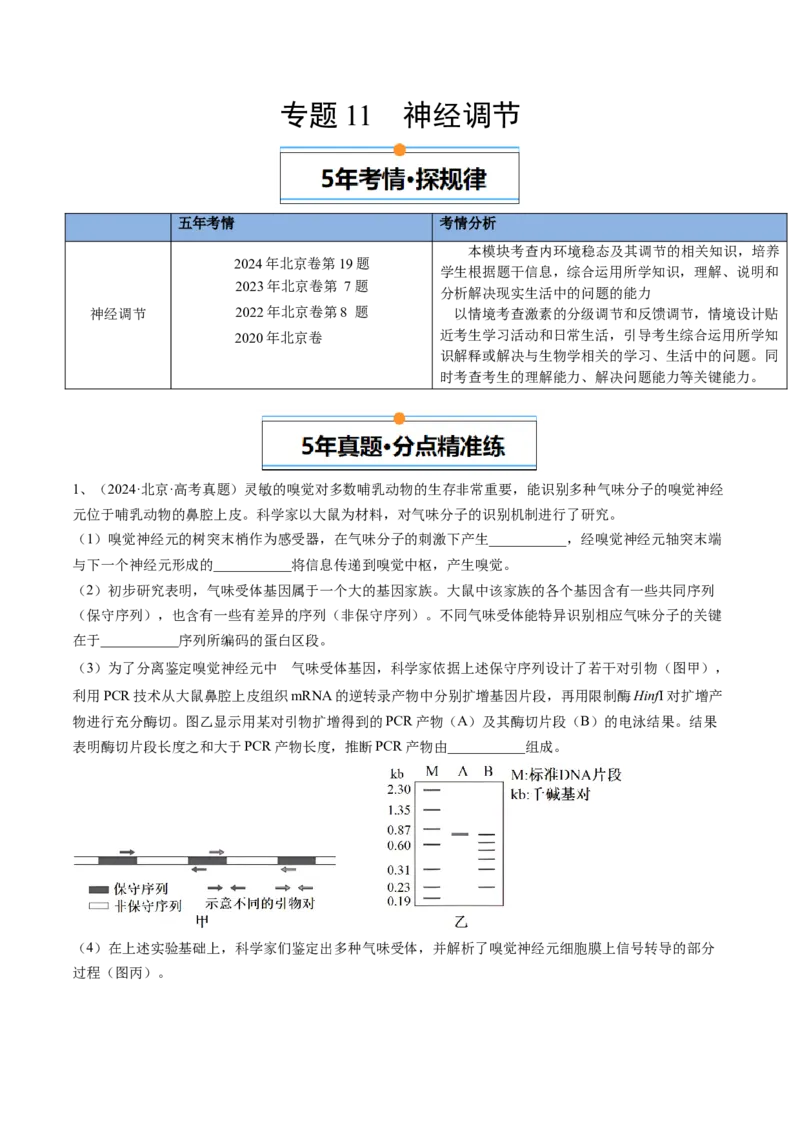 《专题11神经调节（学生版）_北京高考全科_生物_五年（2020-2024）高考生物真题分类汇编（北京专用）》第1页预览
