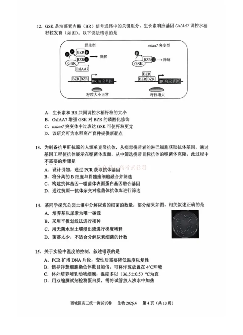 《2026年北京西城区高三一模生物试卷及答案_副本_12.2026年4月全国各地高考模拟卷_2026年4月_2026年北京市西城区高三一模_06生物_北京市西城区高三一模》第4页预览