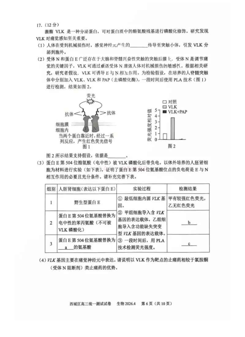 《2026年北京西城区高三一模生物试卷及答案_副本_12.2026年4月全国各地高考模拟卷_2026年4月_2026年北京市西城区高三一模_06生物_北京市西城区高三一模》第6页预览