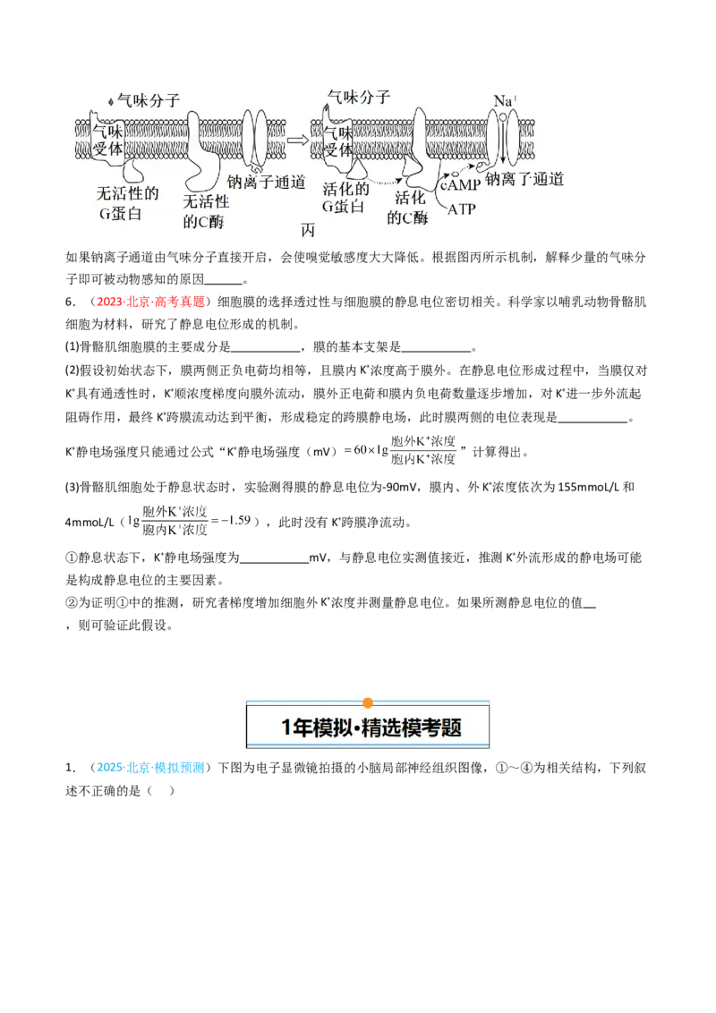《专题10神经调节（北京专用）（学生版）_北京高考全科_生物_5年（2021-2025）高考生物真题分类汇编（北京专用）》第3页预览